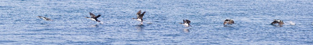 38-Take off of a cormorant.jpg - Take off of a cormorant